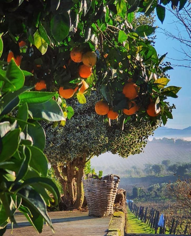 Farm stay Casa Dos Barros Winery By Vintage Theory