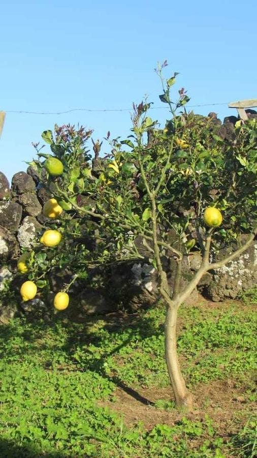 Holiday home Casa Da Arquinha Santo Amaro (Azores)