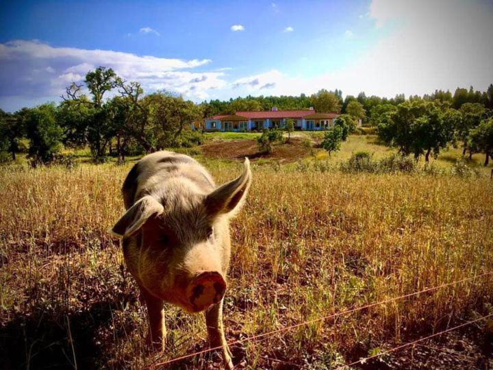 Cerro Da Campanica Farm stay *