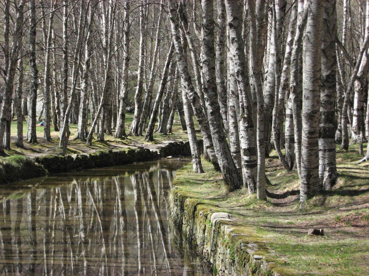 Sambuc'asa - Serra Da Estrela