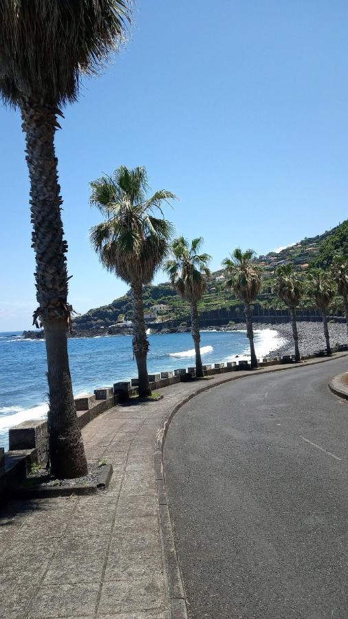 Lazy Lizard By The Ocean * Seixal (Madeira)