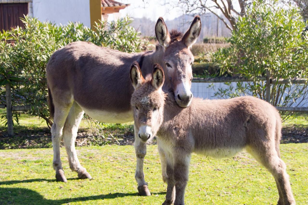 Quinta Da Alcaidaria Mor Farm stay *