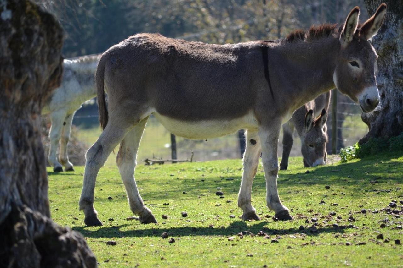 Quinta Da Alcaidaria Mor Farm stay