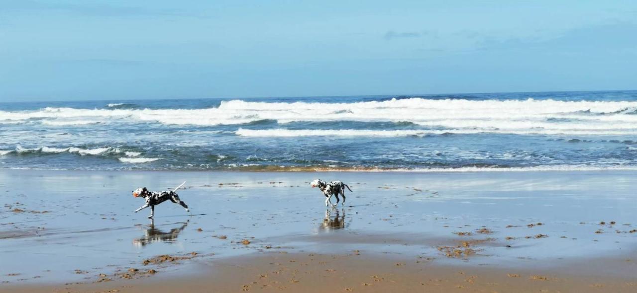 Mega Ocean Magoito -