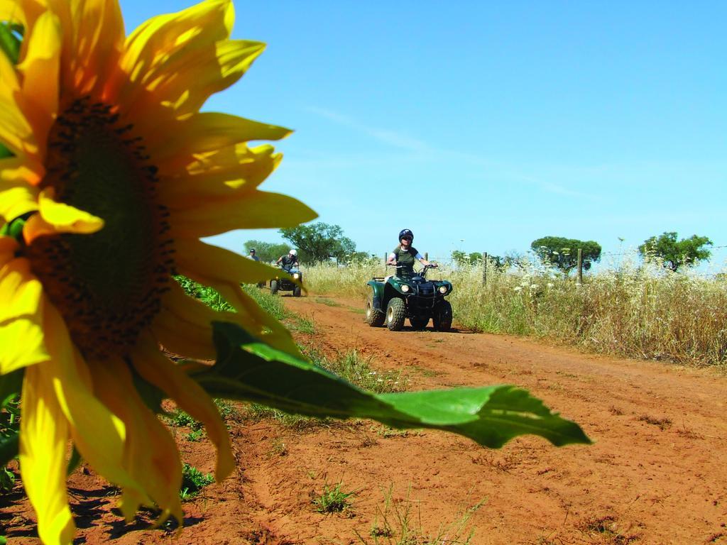 Gale Alentejo Vineyard - Clube De Campo Albernoa