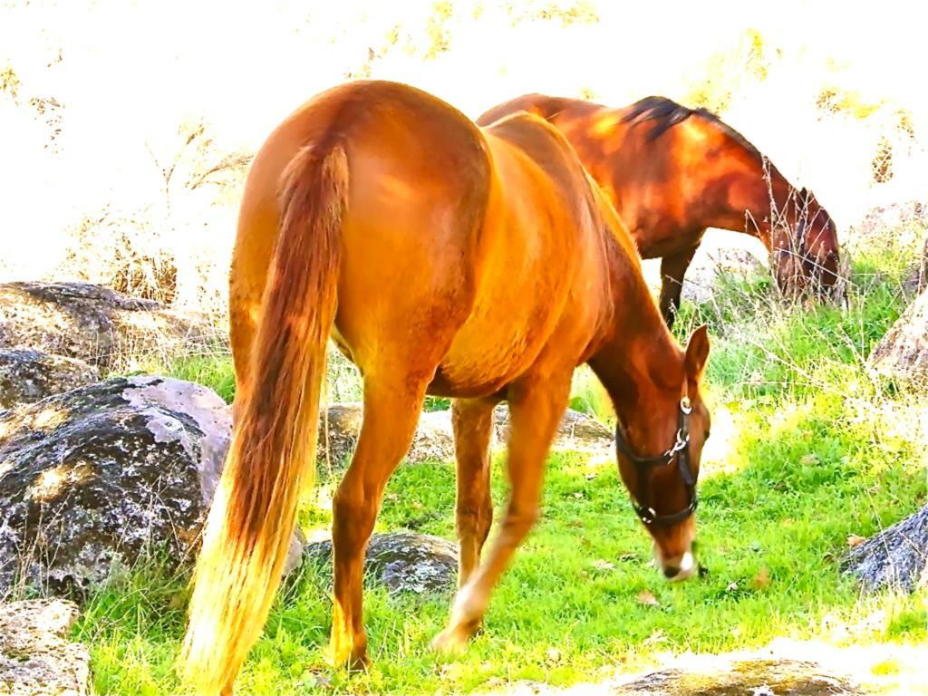 Quinta Do Country house