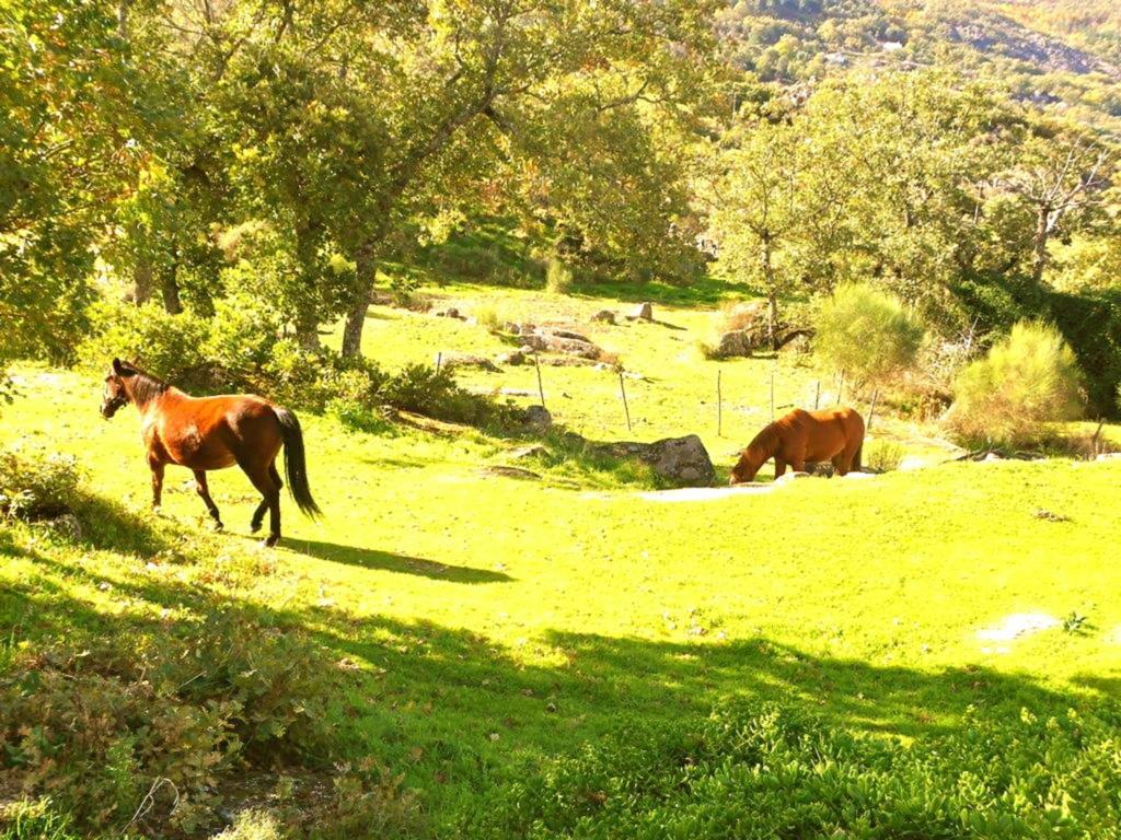 Quinta Do Country house *
