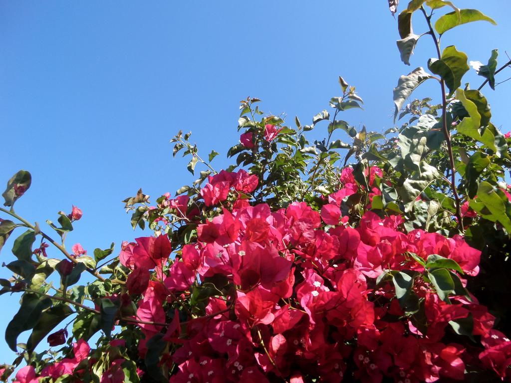 Nature Quinta Al-gharb Vila do Bispo