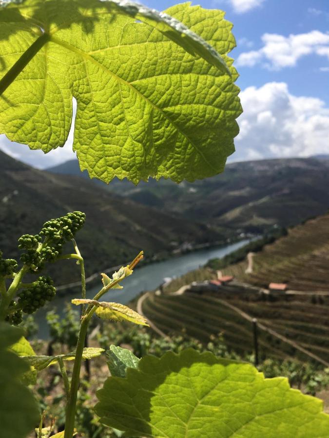 Hostel Douro Backpackers Pinhao