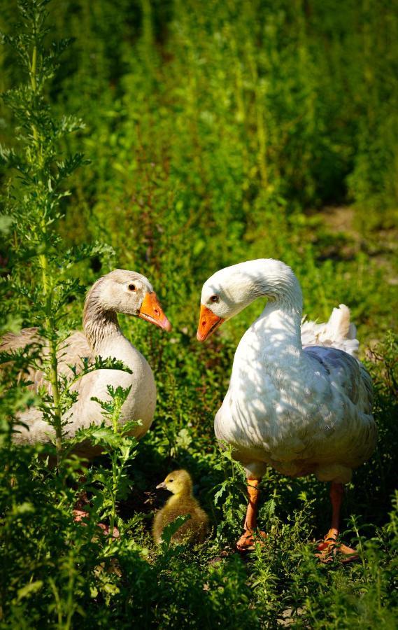 Arca Dos Animais - Farming & Country house