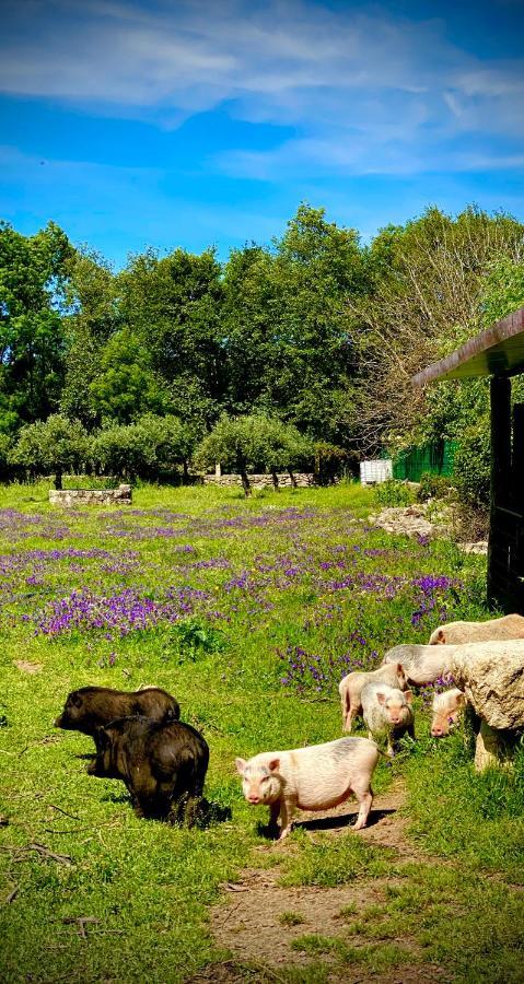 Country house Arca Dos Animais - Farming &