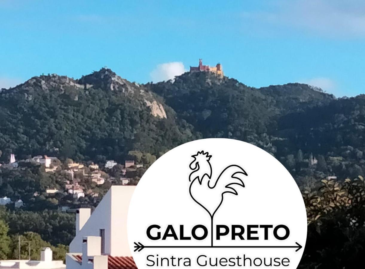 Galo Preto - Sintra