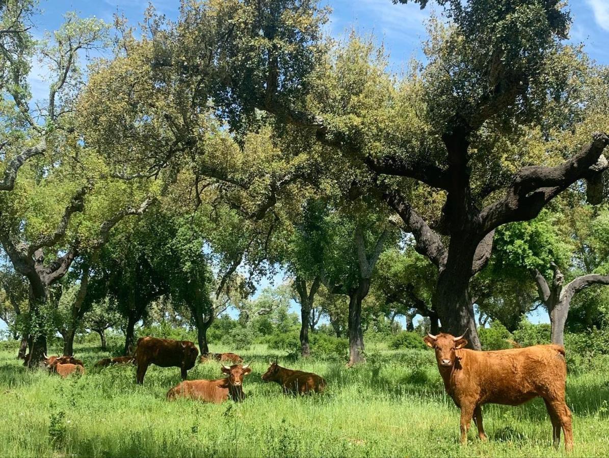 Herdade Da Maridona - * Estremoz