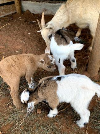 Farm stay Herdade Da Maridona -