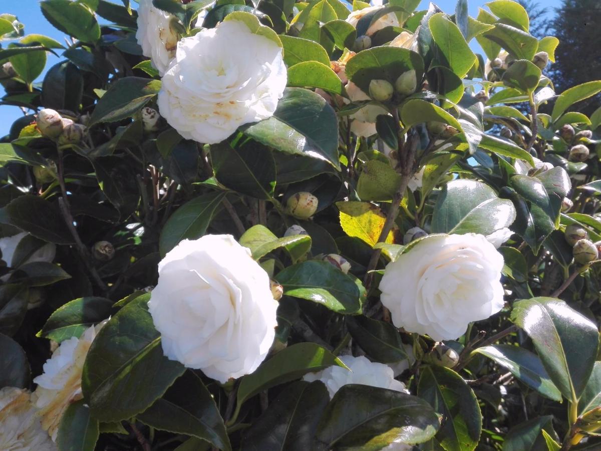 Luxury Camelia. Mountains, Golf, Horses, Levada Walks. Villa