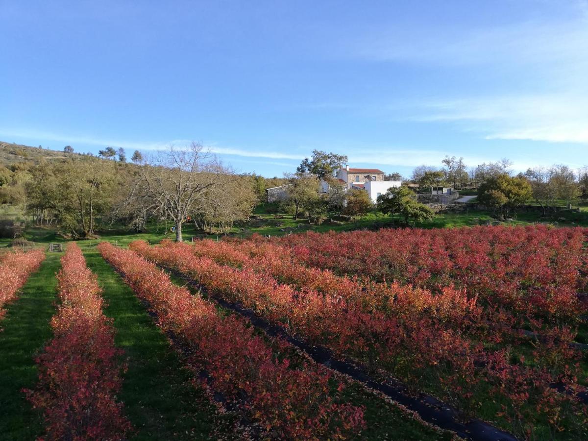 Quinta Dos Carvalhais - Serra Da Estrela * Fornos de Algodres