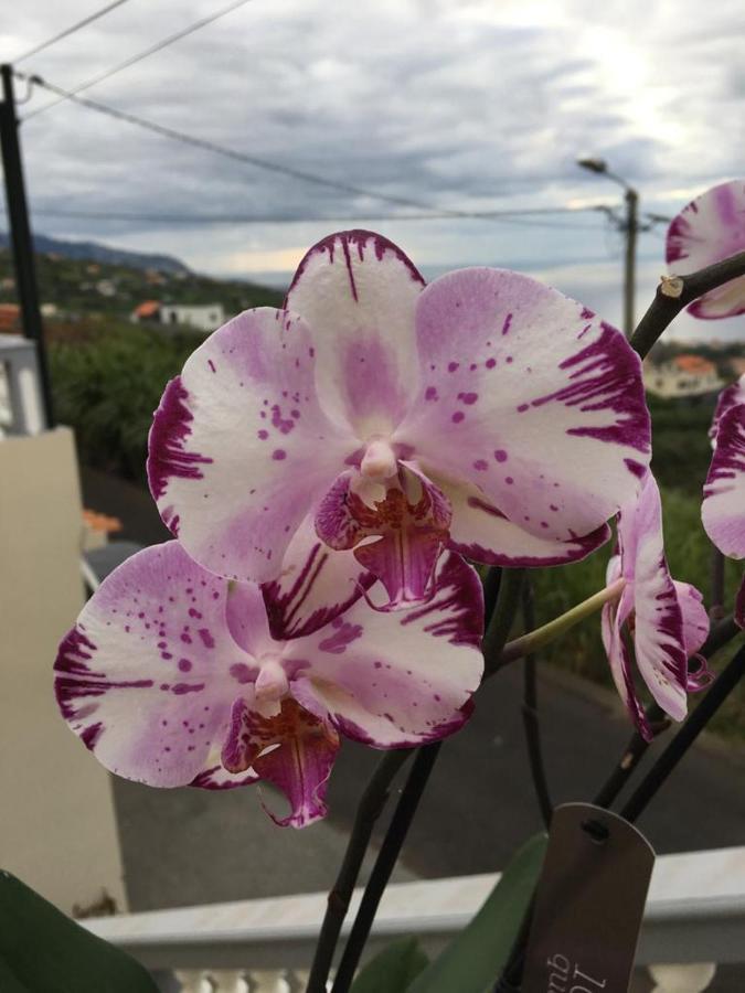 Slice Of Ponta Do Sol- Ground Floor- Sea View Apartment Ponta do Sol (Madeira)