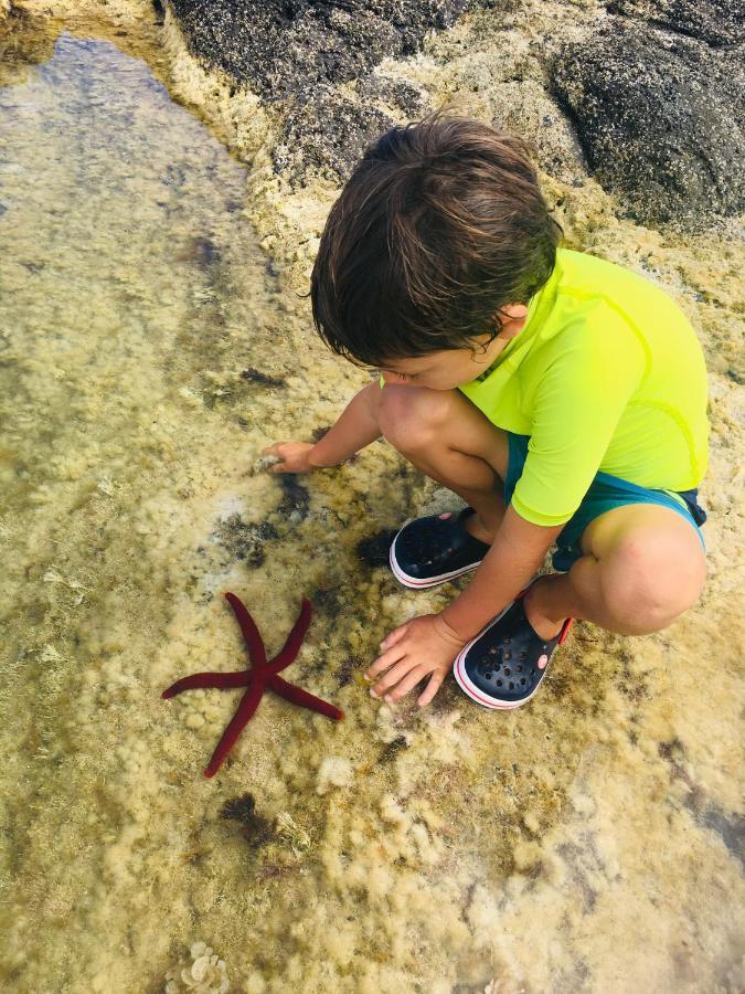 Sea Roots 