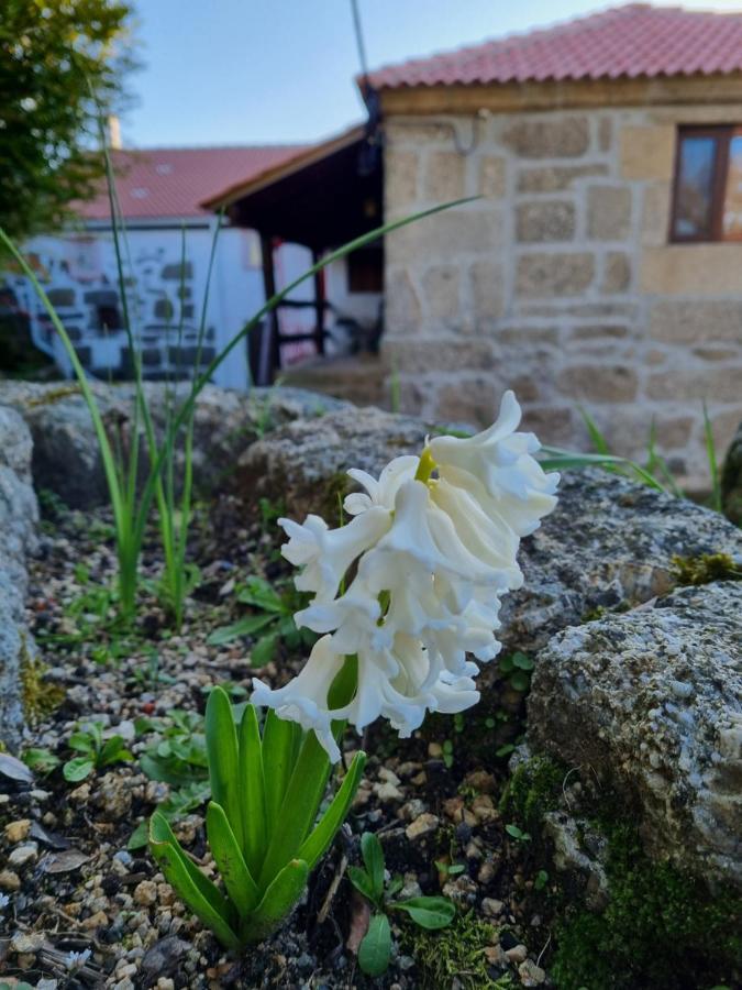 Chalet Casa Da Relva Inspirada Em Harry Potter Lamego