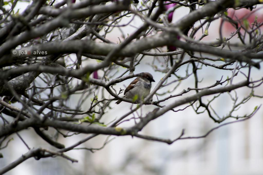 Farm stay Quinta Do Burgo - Nature *