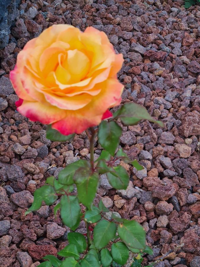 Lucy's Rosegarden Holiday home Urzelina