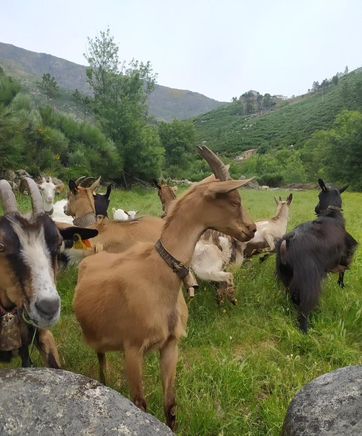 Abrigo Do Cabecinho - Serra Da Estrela