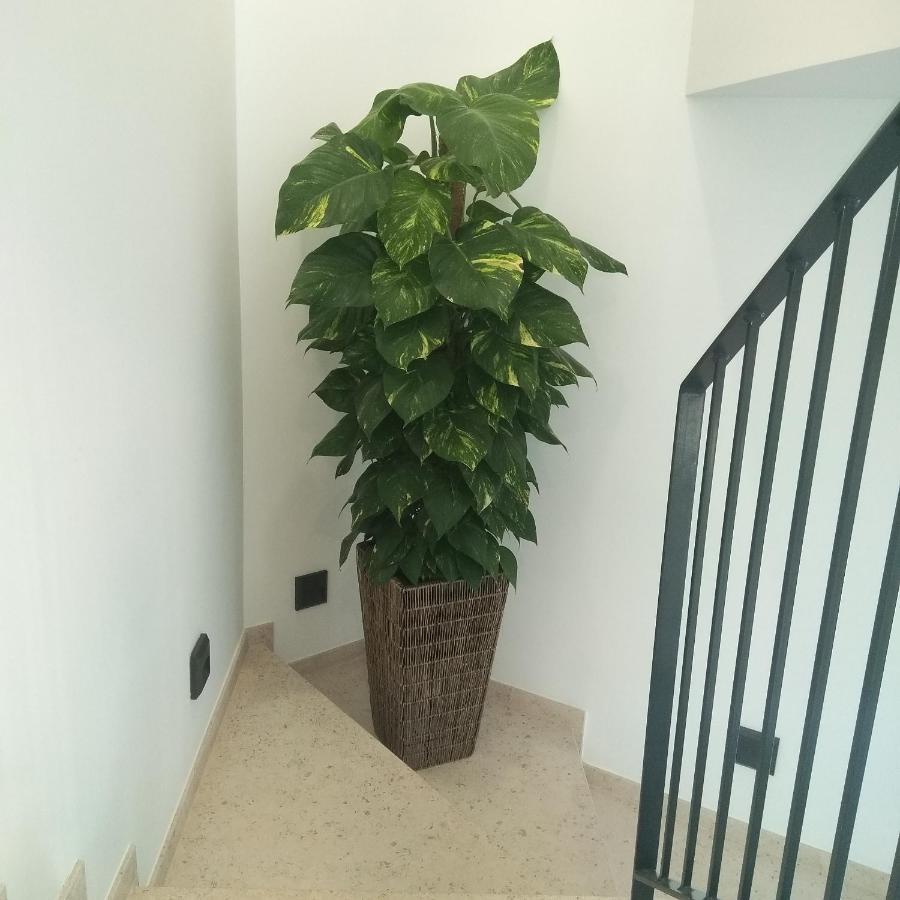 Guest house Algarpapa Armacao de Pera