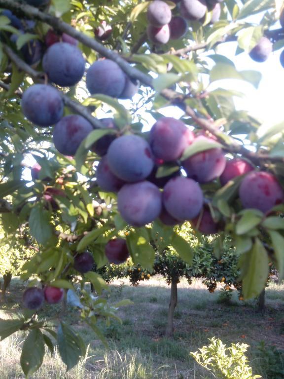Quinta Da Lage * Barcelos