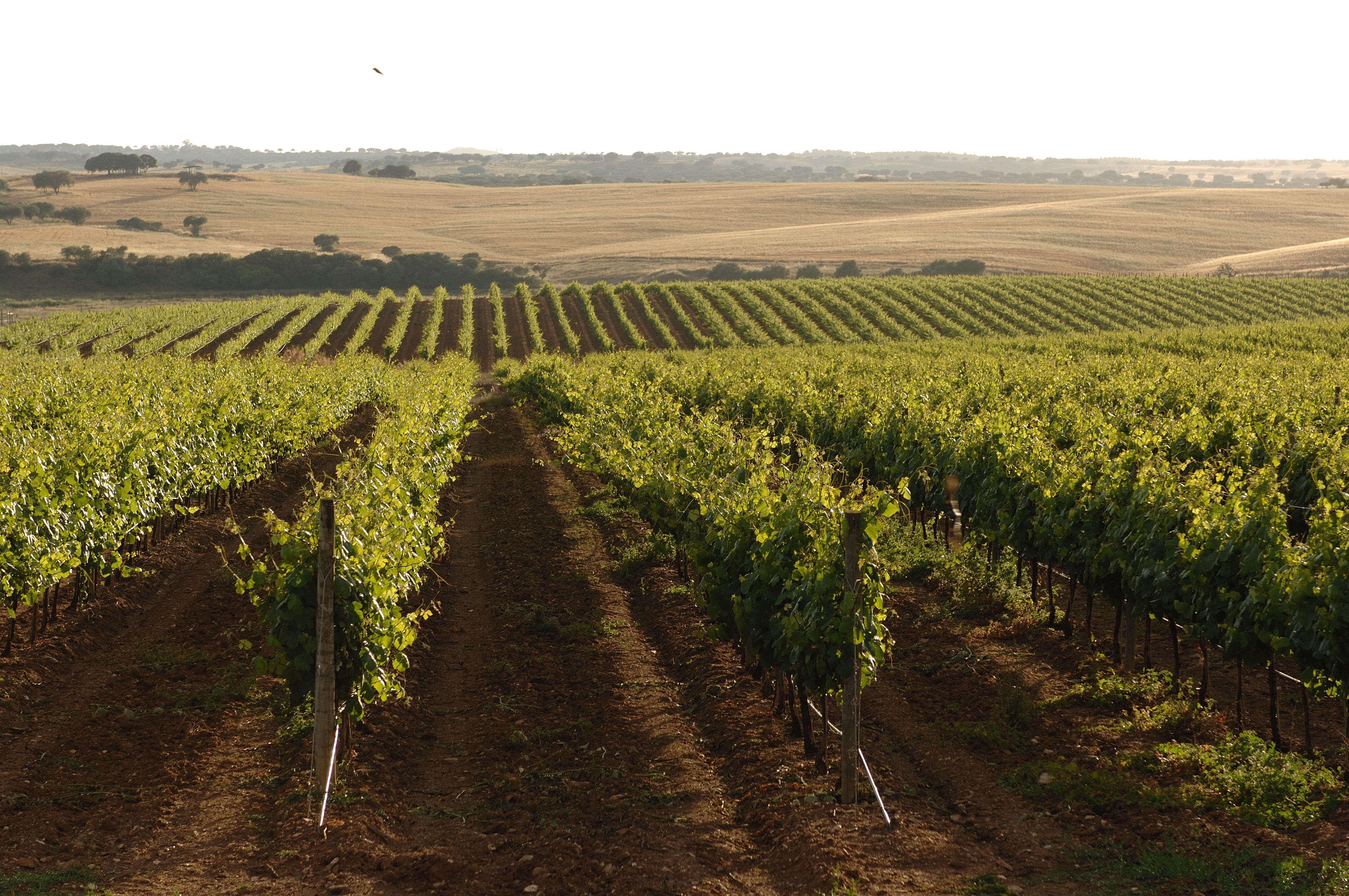 Gale Alentejo Vineyard - Clube De Campo Hotel Albernoa