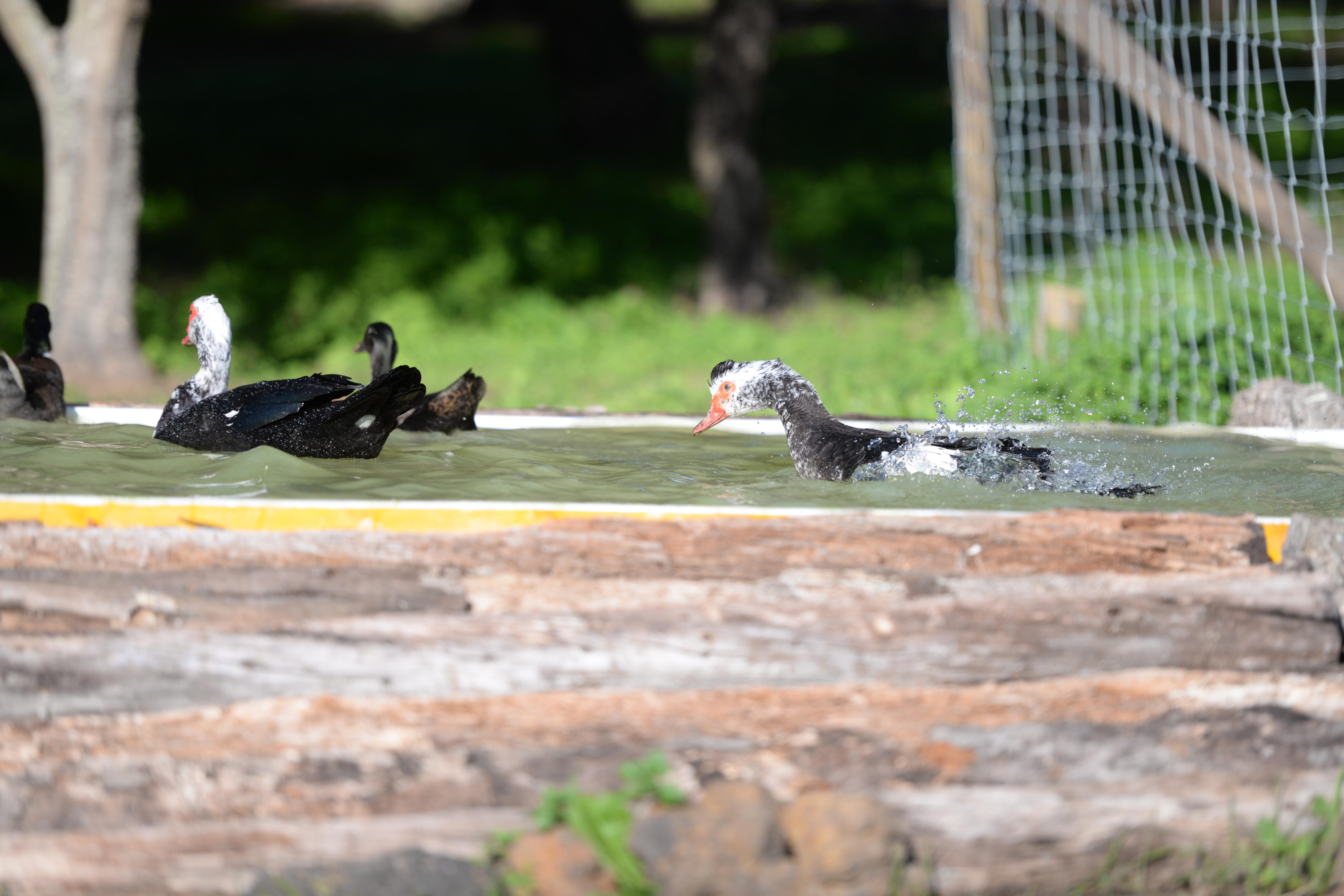 Quinta Pedagogica Da Samoqueirinha - Duna Parque & Farm stay *