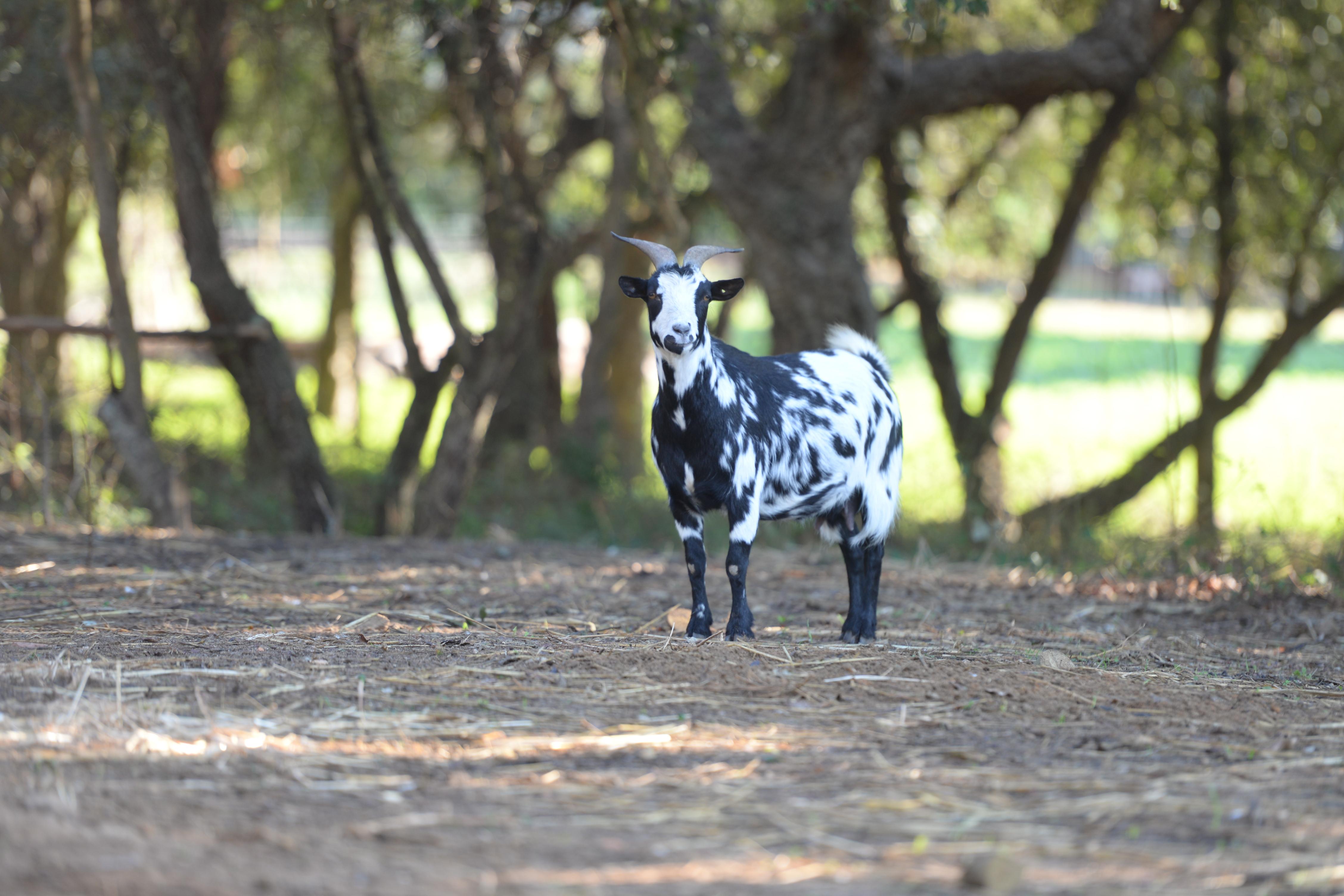 Quinta Pedagogica Da Samoqueirinha - Duna Parque & Farm stay *