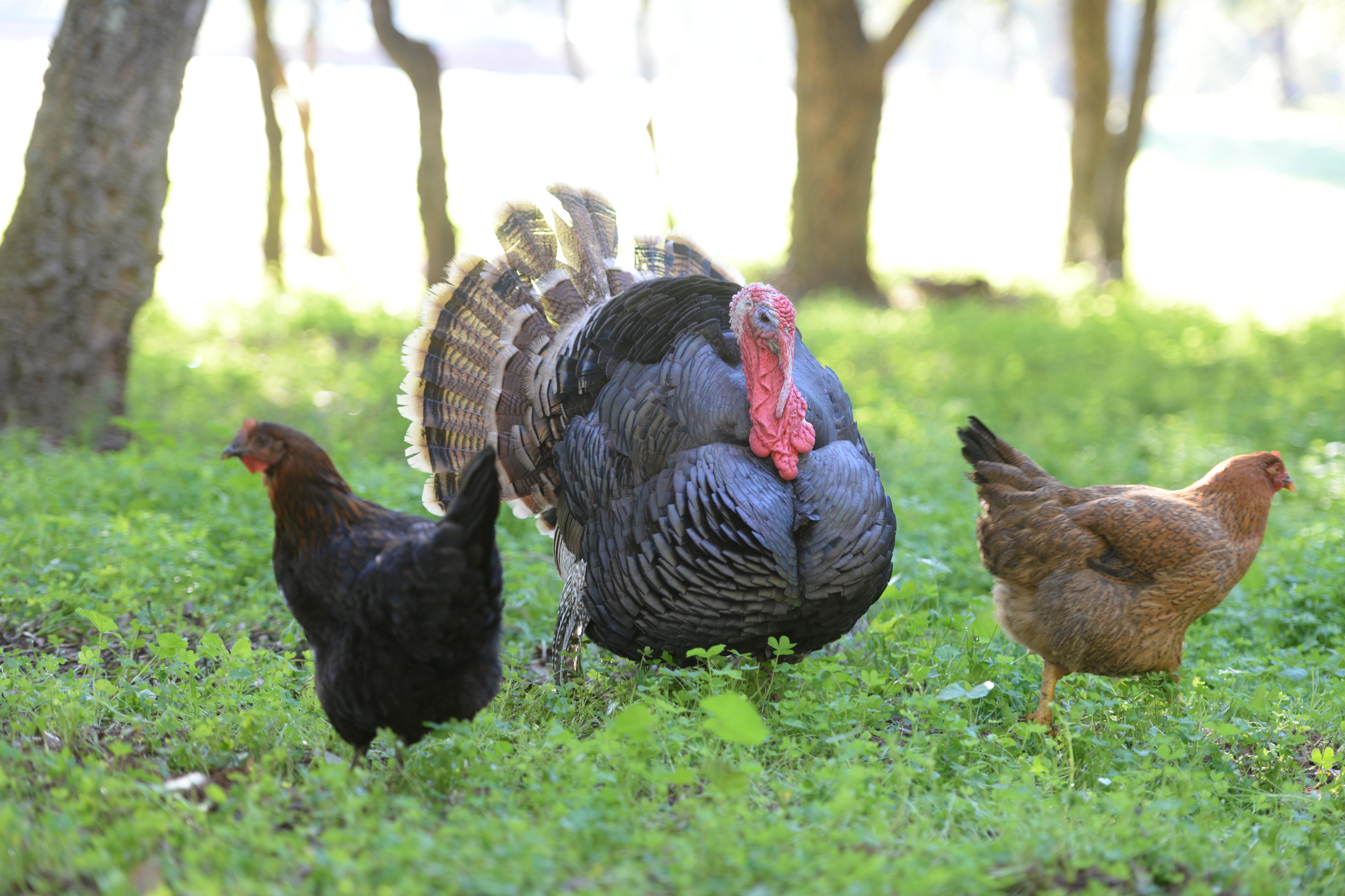 Quinta Pedagogica Da Samoqueirinha - Duna Parque & Farm stay