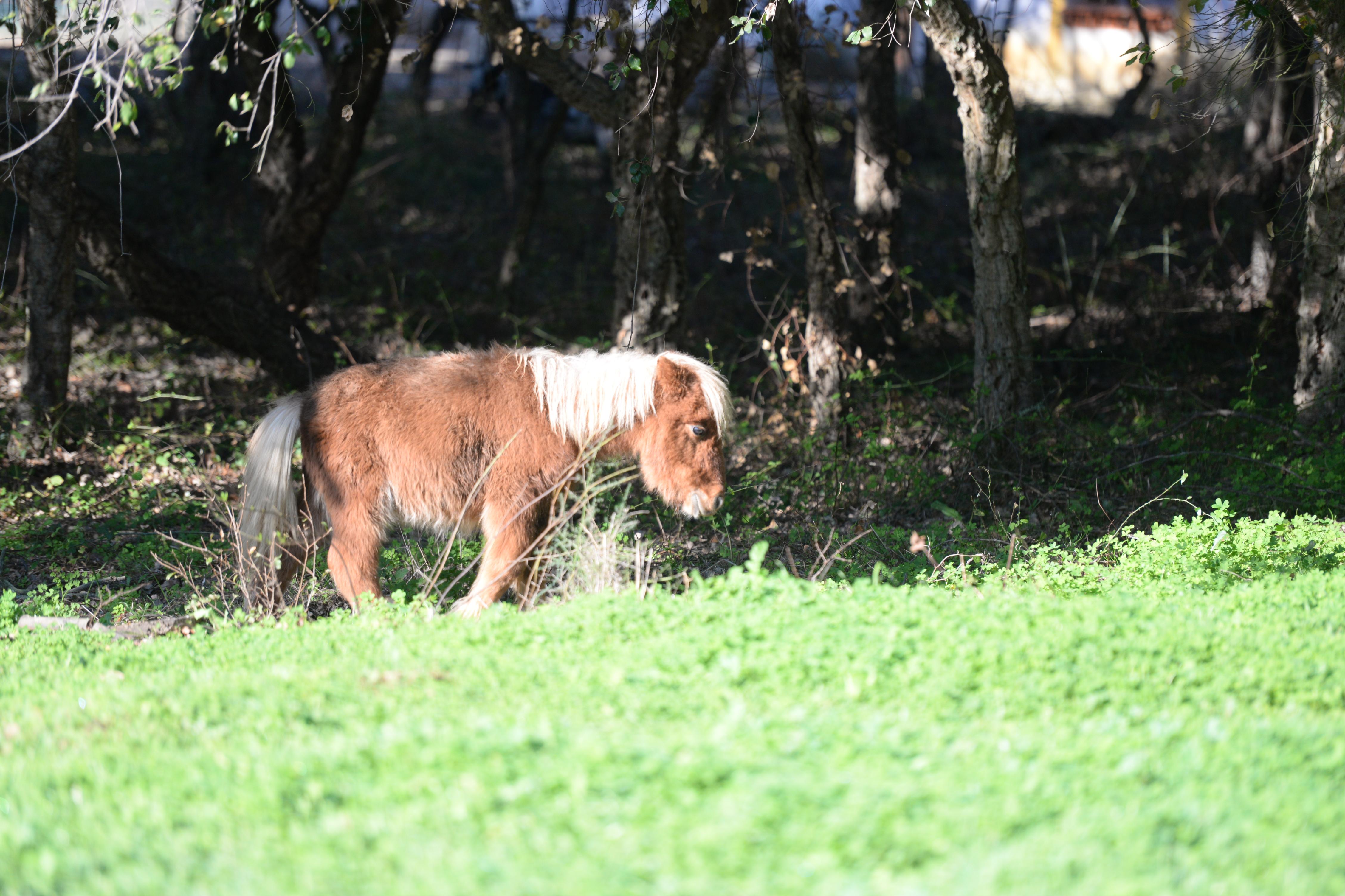 Quinta Pedagogica Da Samoqueirinha - Duna Parque & Farm stay *