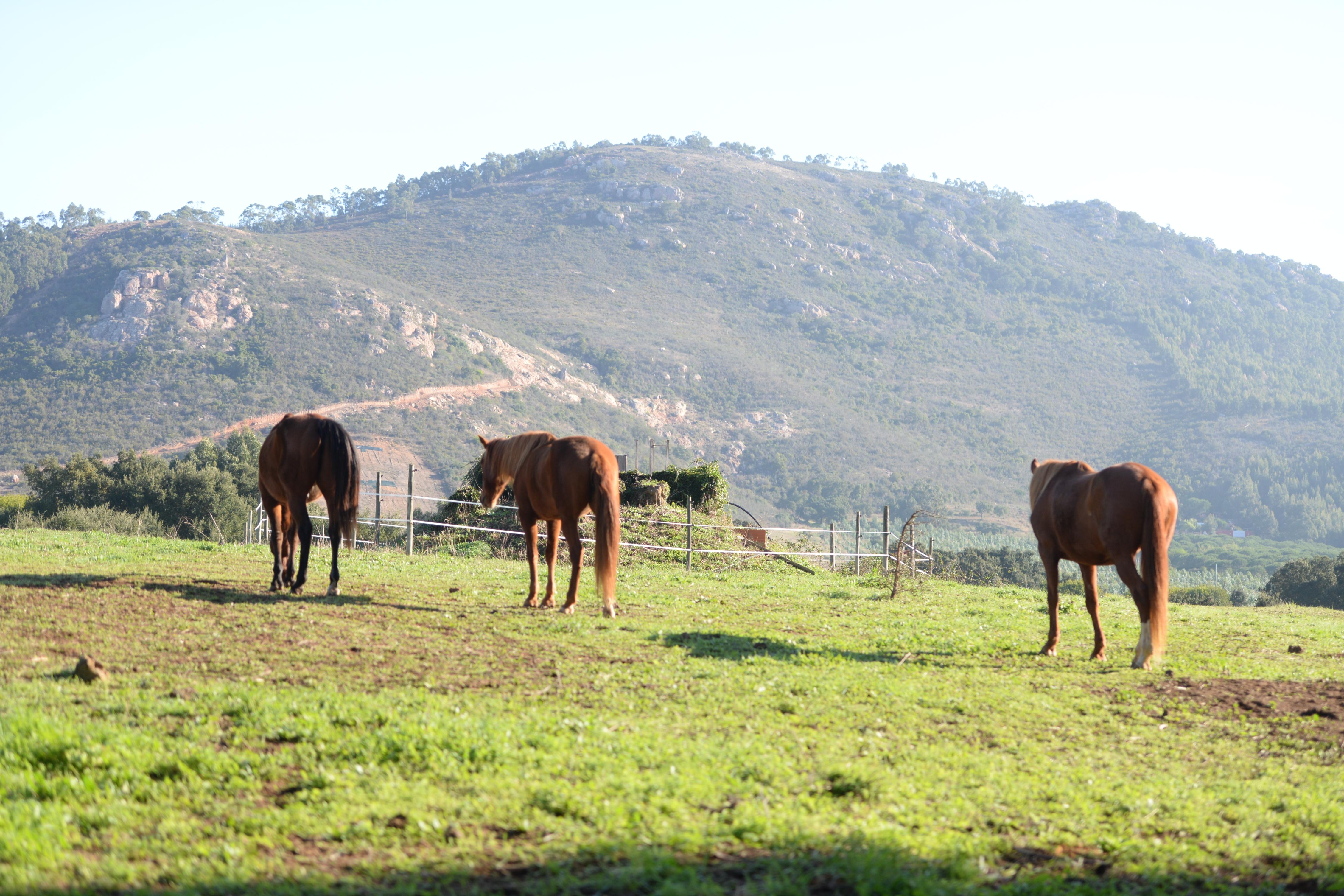 Quinta Pedagogica Da Samoqueirinha - Duna Parque & Farm stay