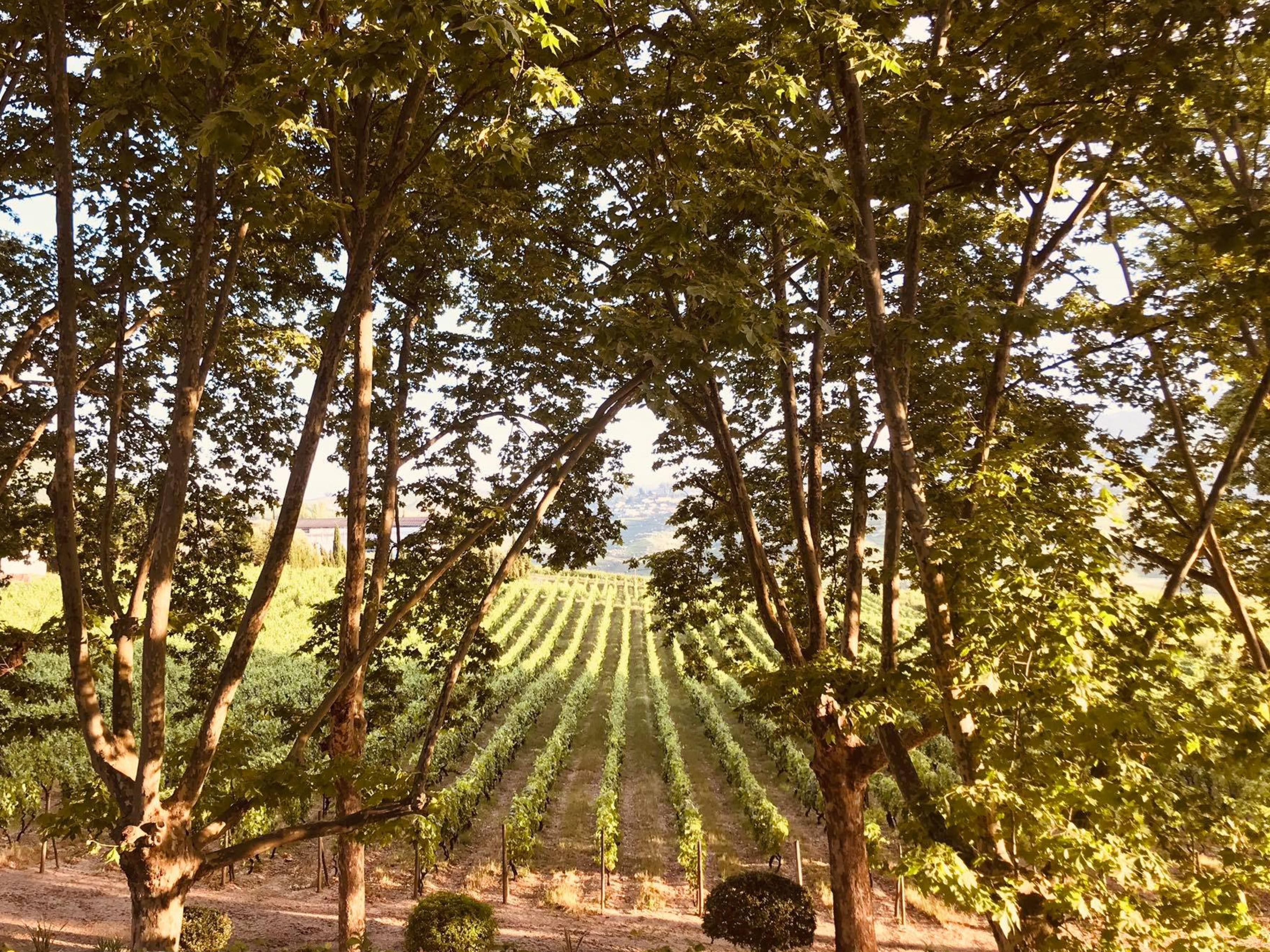 Pacheca The Wine House E - Quinta Da Pacheca