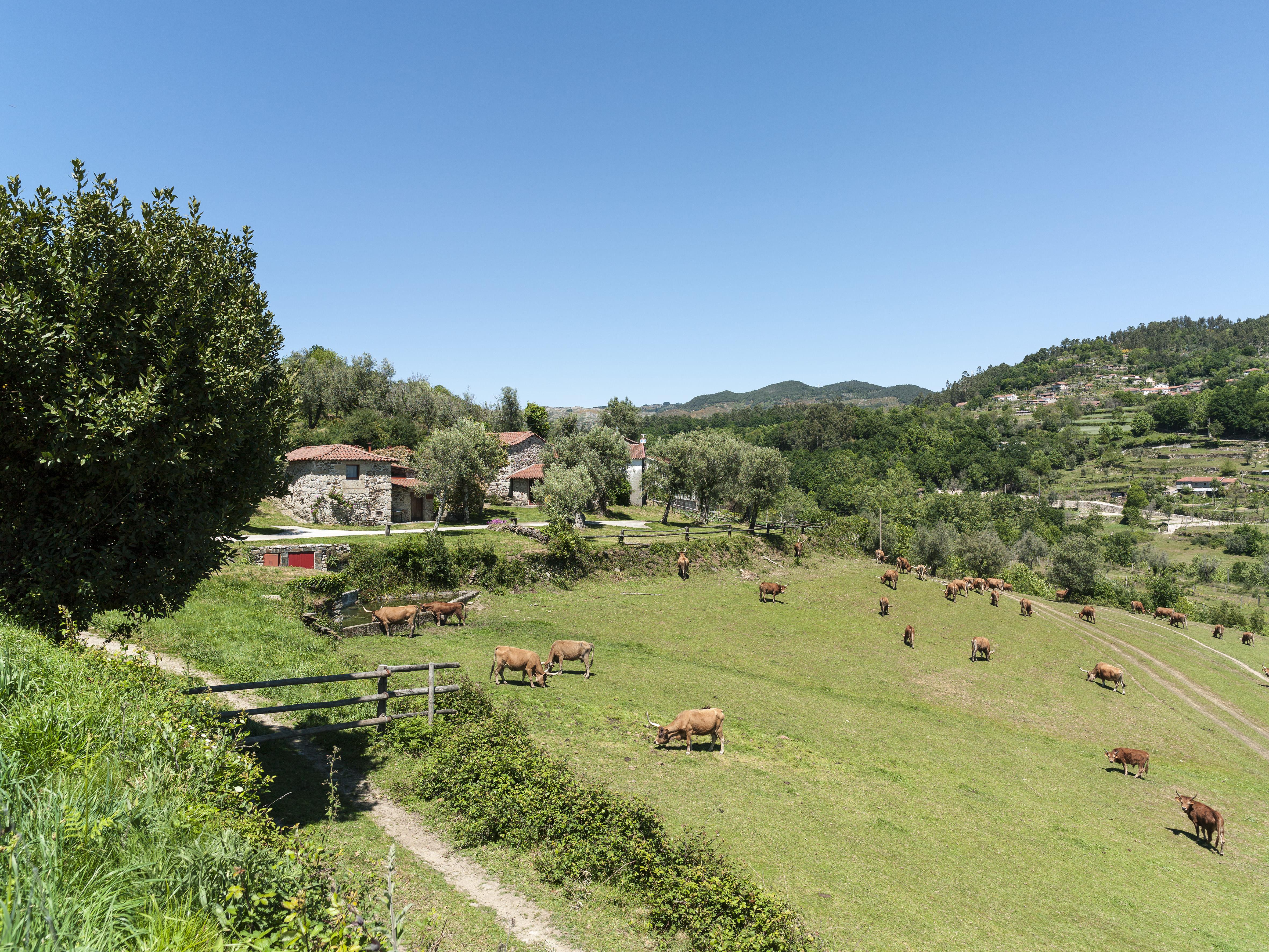 Quinta Do Rapozinho * Cabeceiras de Basto