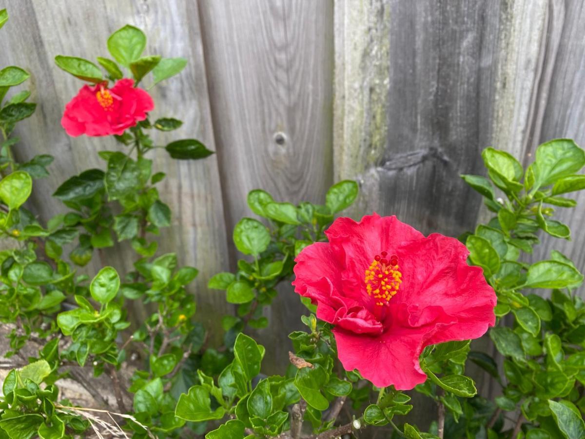 Villa Hibiscus Afife