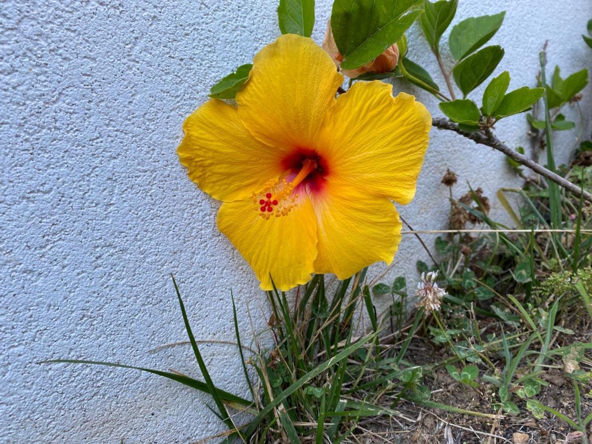 Hibiscus Afife