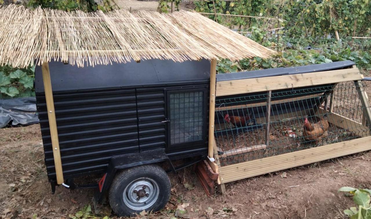 Galo Preto - Urban Agriculture - Healthy Food Bed and breakfast Sintra