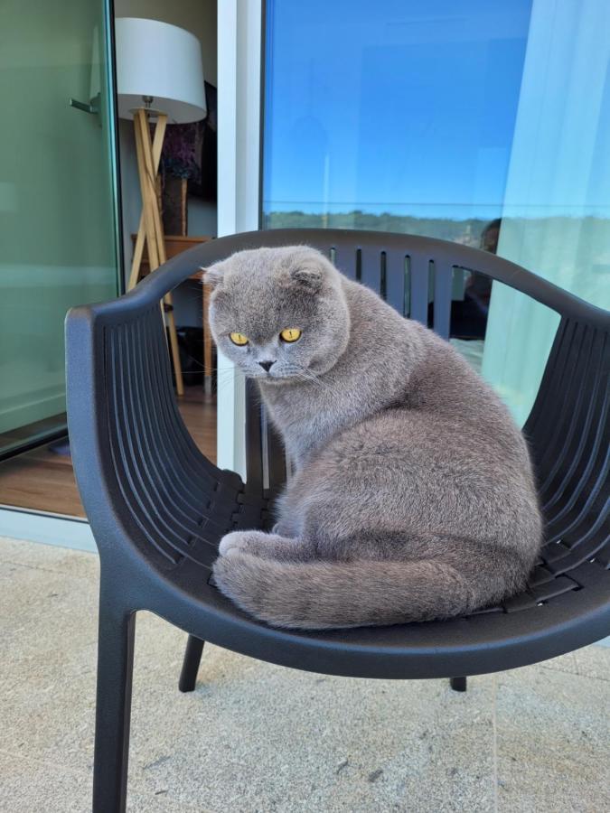 Cotto Do Gatto