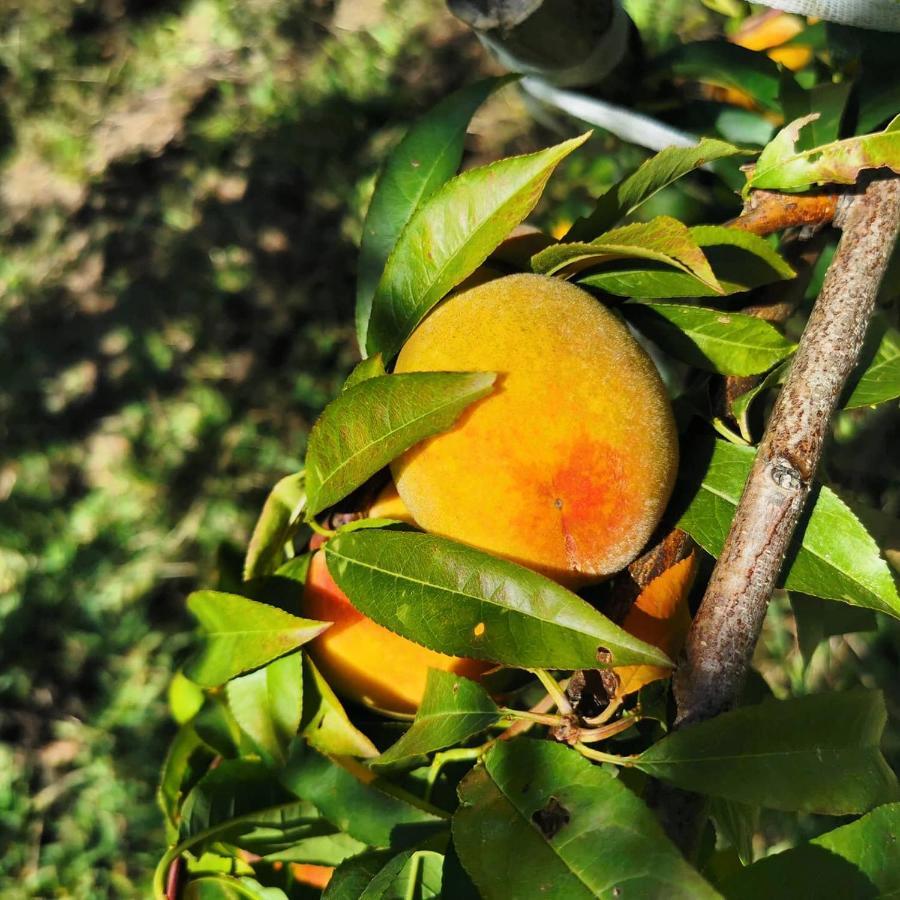 Quinta Do Paraiso Casa de férias