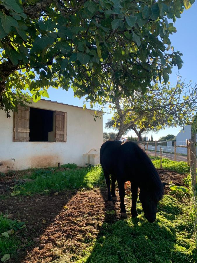 Herdade Da Maridona - Estremoz