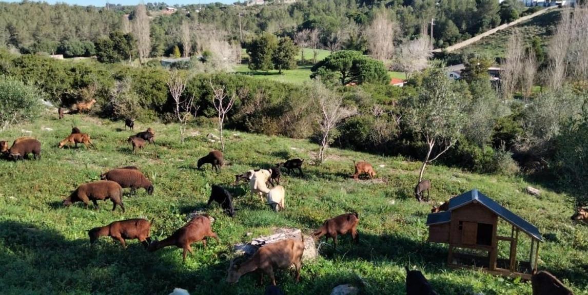 Galo Preto - Urban Agriculture - Healthy Food Bed and breakfast Sintra