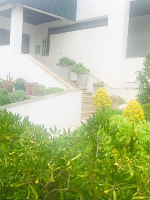 Casinha Do Mar Apartment