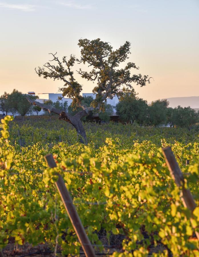 Farm stay A Serenada Enoturismo *
