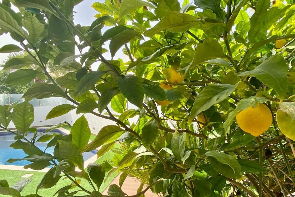 Limoeiro - Beautiful New Nestled In The Heart Of Gale * Guia (Faro)