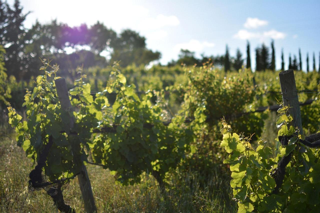 Casas Na Vinha - Monte Da Casteleja, Wine Estate - Eco