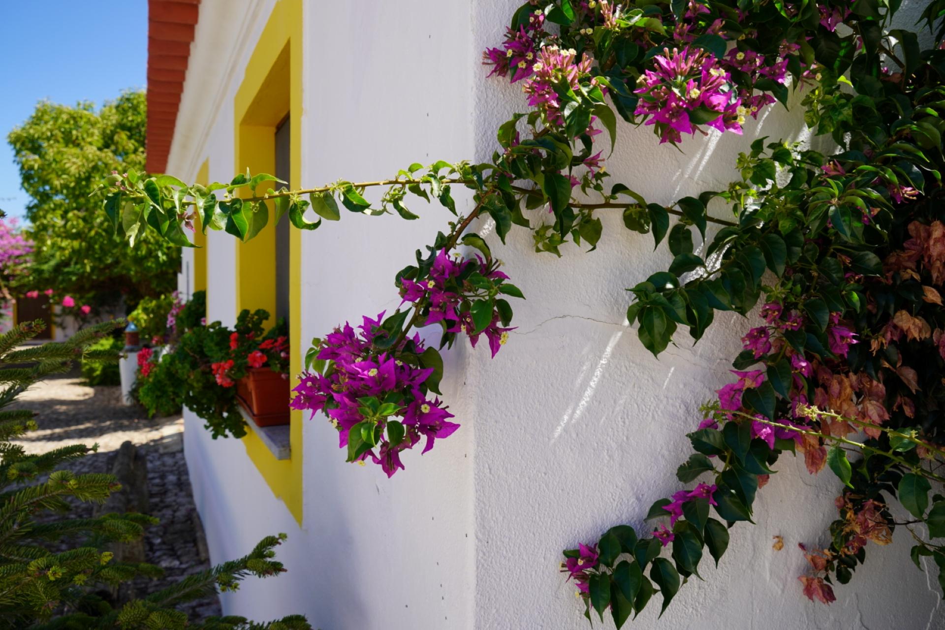 Casa Ferrobo Apartment Sao Bras de Alportel