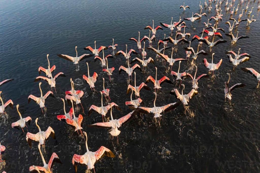 Сasa de vacaciones Bird's *
