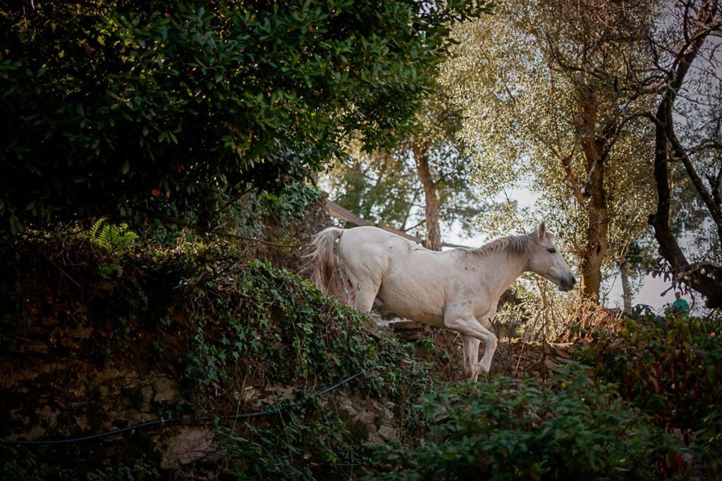 Arrabia Glamping Bed & Breakfast